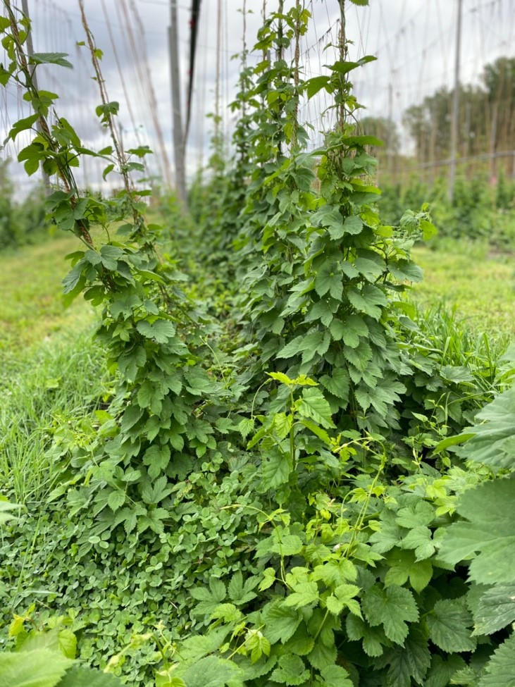 Hops